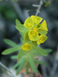 Euphorbia clementei