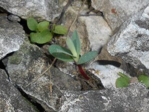 Euphorbia tommasiniana