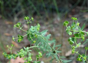 Euphorbia guadalhorcensis