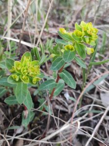 Euphorbia jenisseiensis