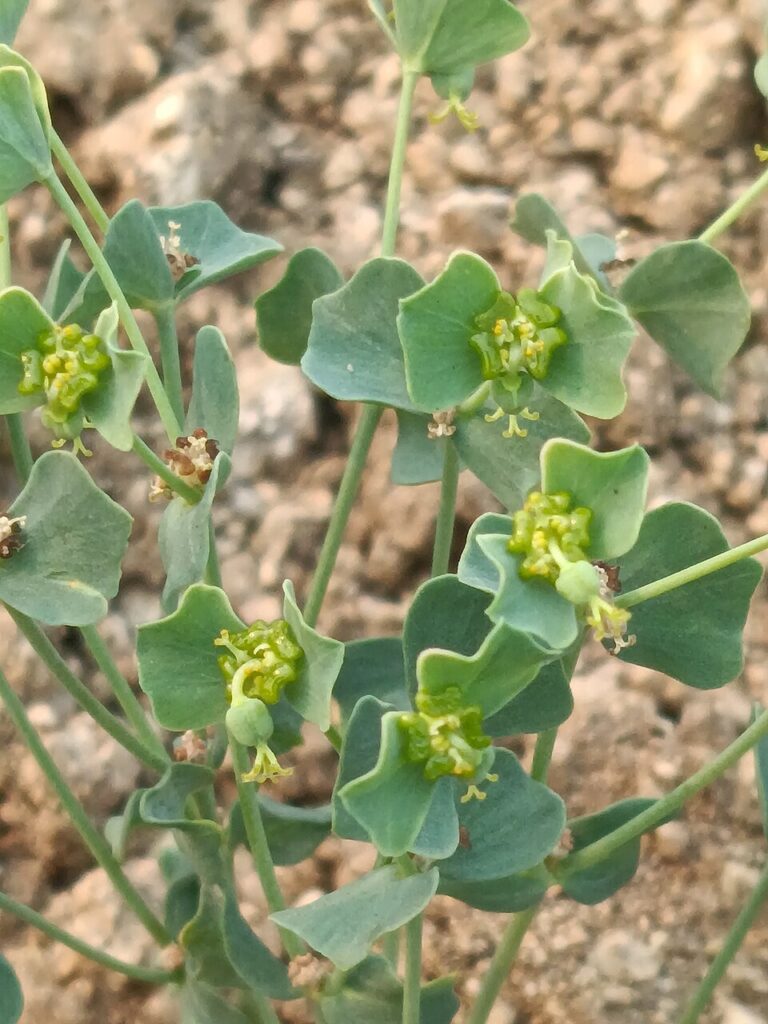 Euphorbia karoi