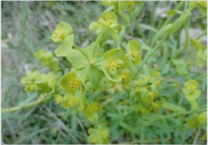 Euphorbia matritensis