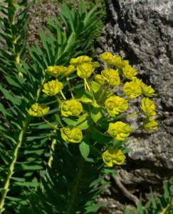 Euphorbia nicaeensis