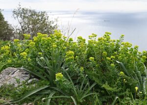 Euphorbia squamigera