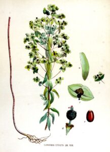 Euphorbia stricta