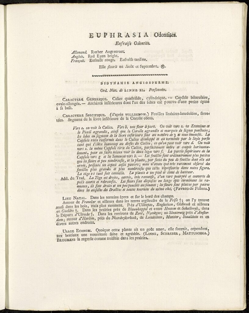 Odontites vernus subsp. vernus