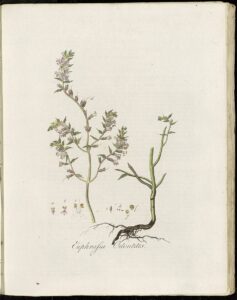 Odontites vulgaris subsp. vulgaris