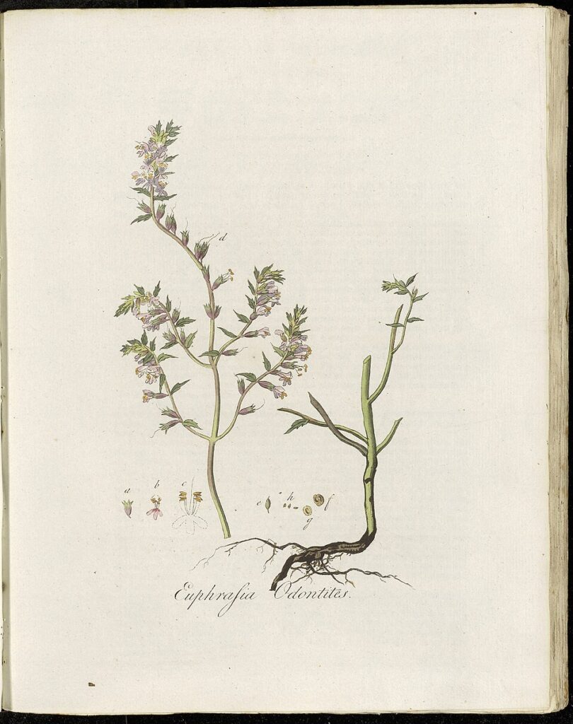 Odontites vulgaris subsp. vulgaris