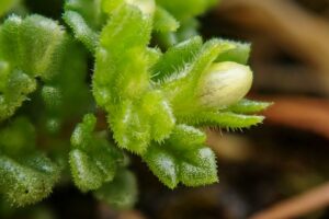 Euphrasia cambrica