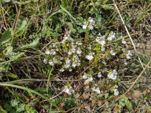 Euphrasia pseudokerneri