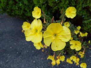Oenothera suaveolens