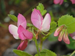 Ononis rotundifolia