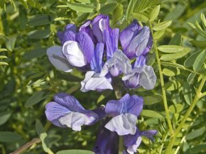 Vicia dumetorum