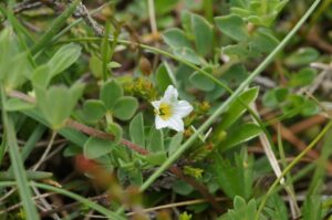 Linum catharticum