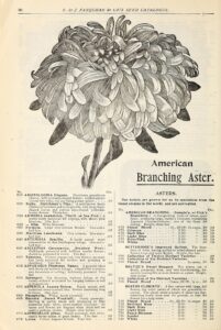 Asperula lutea