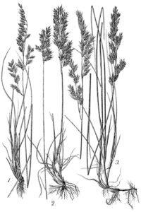 Festuca amethystina