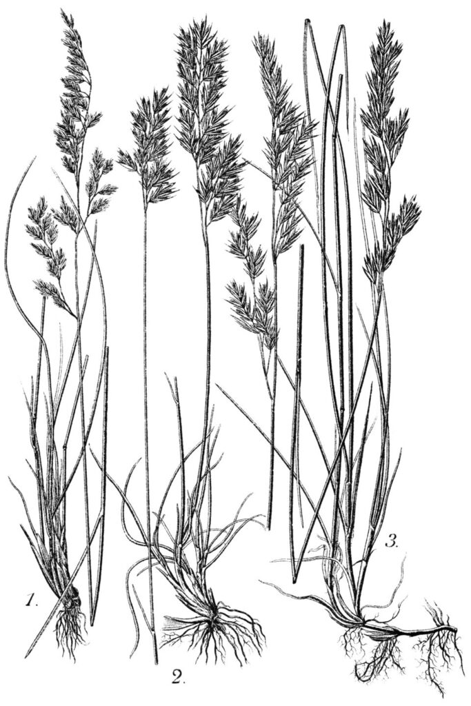Festuca heterophylla