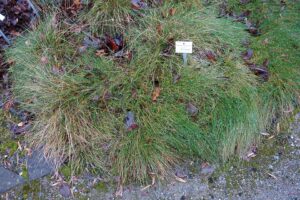 Festuca armoricana