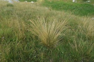 Festuca bosniaca