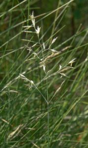 Festuca stricta