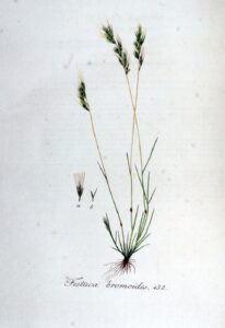 Festuca bromoides