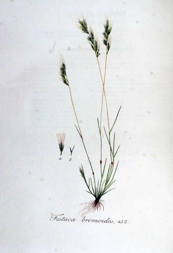 Festuca bromoides