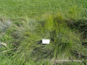 Festuca cinerea