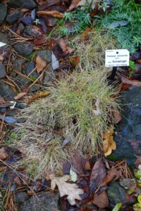 Festuca clementei