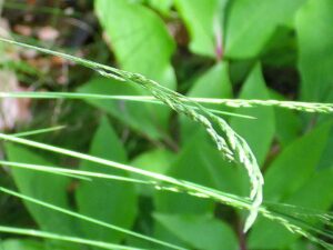 Festuca elegans