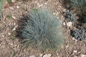 Festuca glauca