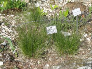 Festuca guestfalica