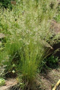 Festuca koritnicensis