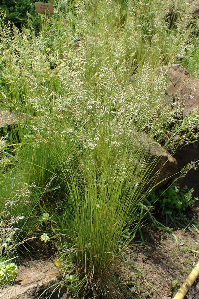 Festuca koritnicensis