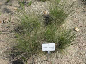 Festuca lemanii