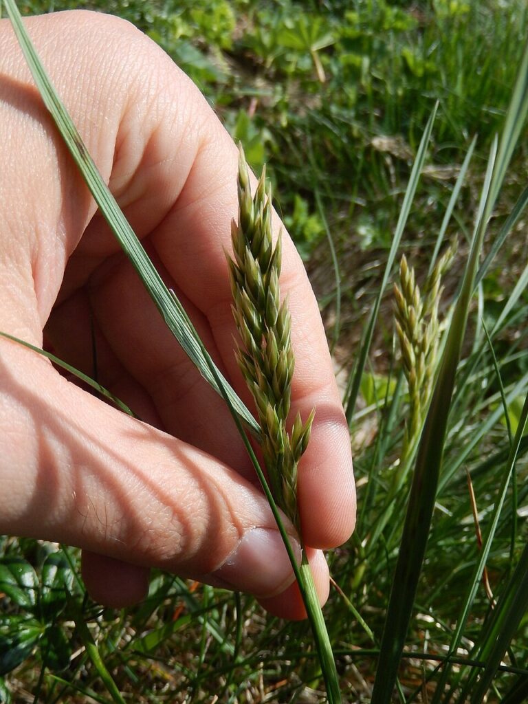 Patzkea paniculata