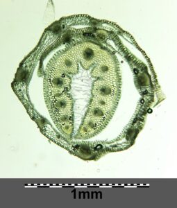Festuca vaginata