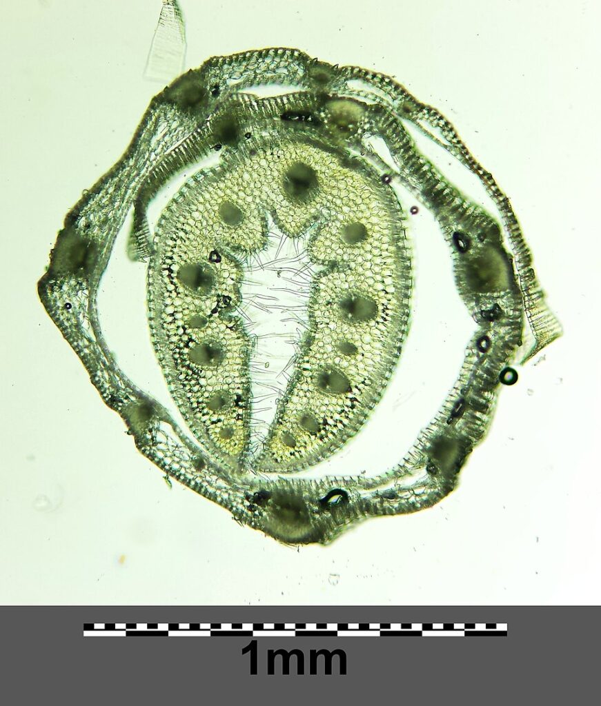 Festuca vaginata