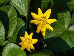 Ranunculus ficaria