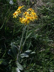 Tephroseris integrifolia