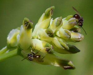 Fumaria capreolata subsp. capreolata