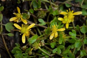 Ranunculus hyperboreus