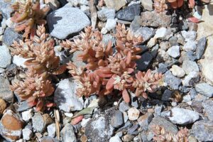 Sedum eriocarpum subsp. eriocarpum