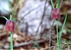 Fritillaria messanensis subsp. messanensis