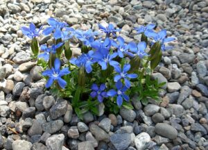 Gentiana verna subsp. verna