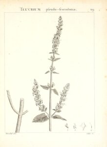 Teucrium pseudoscorodonia
