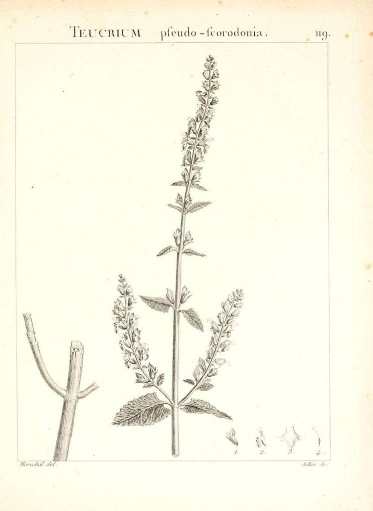 Teucrium pseudoscorodonia