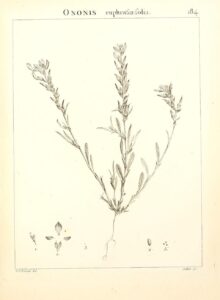 Ononis euphrasiifolia