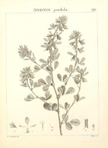 Ononis pendula