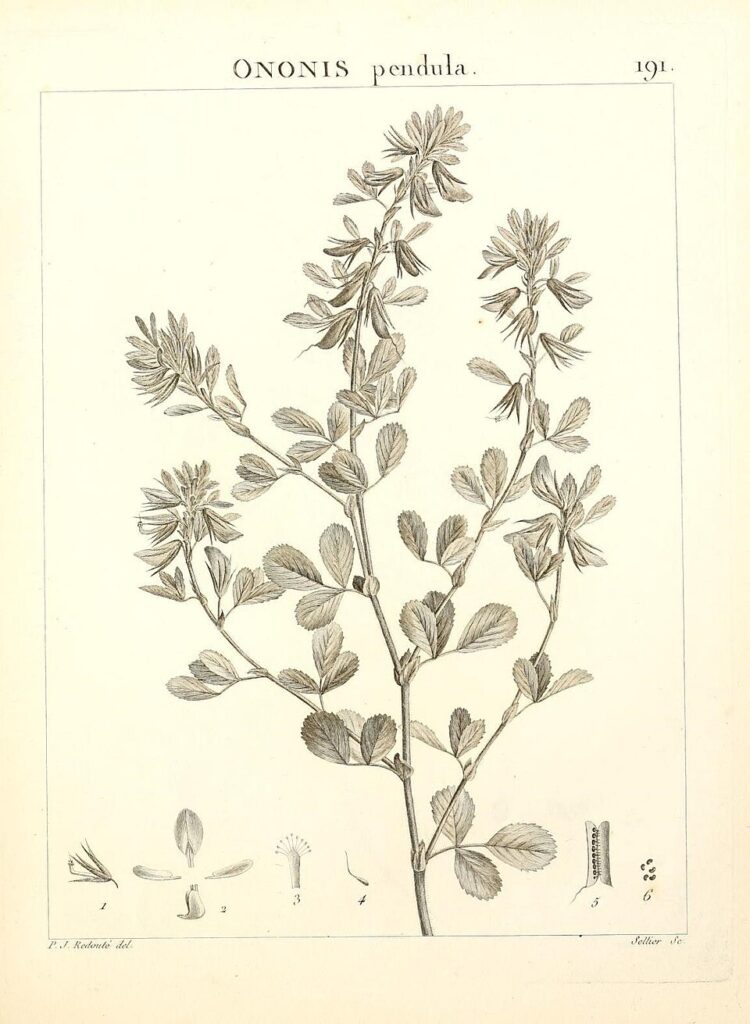 Ononis pendula