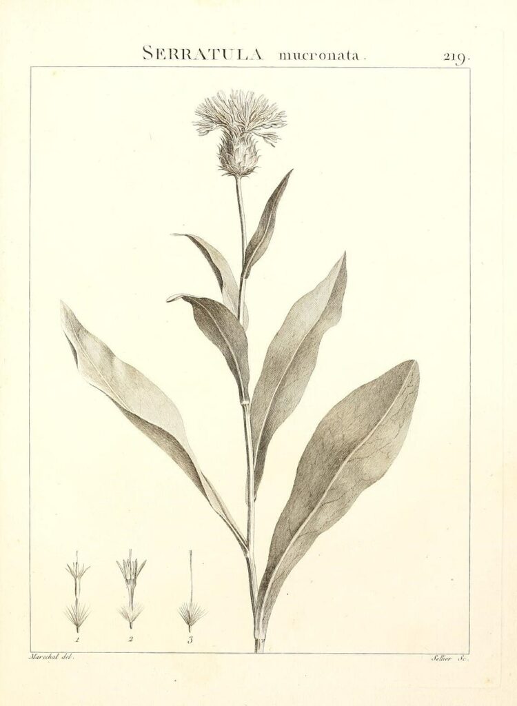 Klasea flavescens subsp. flavescens